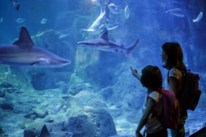 A inteligência naturalista aquarium